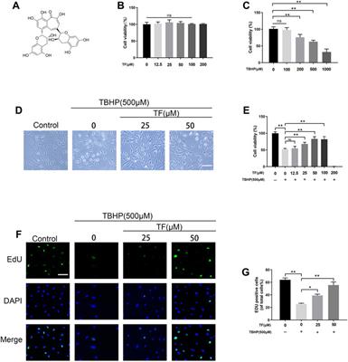 Theaflavin Attenuates TBHP-Induced Endothelial Cells Oxidative Stress by Activating PI3K/AKT/Nrf2 and Accelerates Wound Healing in Rats